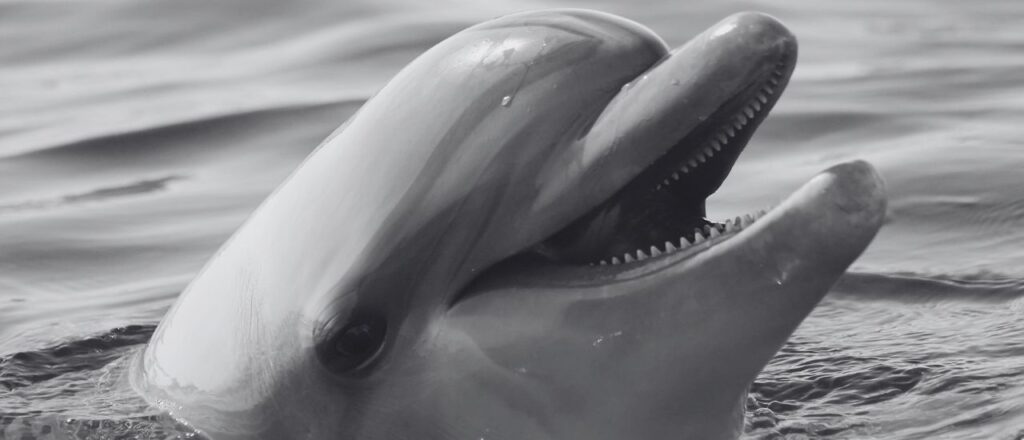flipper