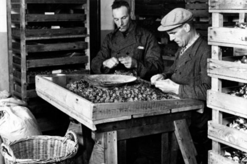Bollen pellen
