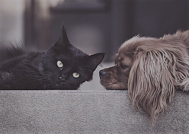 dierendag