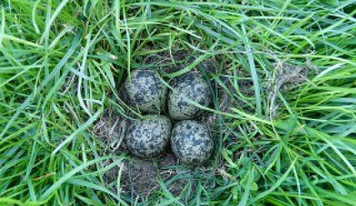 vogeltjesbuik